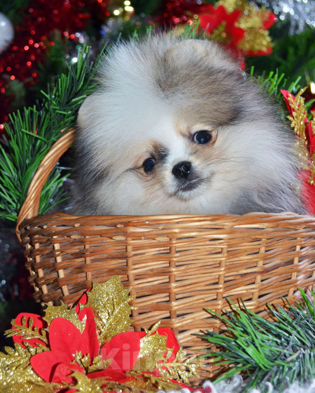 Собаки в Бийске: Щенки померанского щенка Мальчик, 50 000 руб. - фото 2