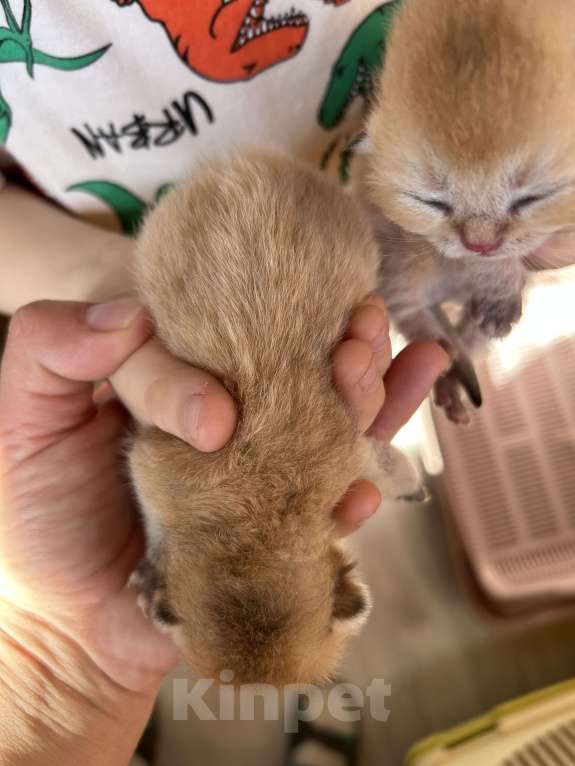 Кошки в Казани: Котики Мальчик, 35 000 руб. - фото 1