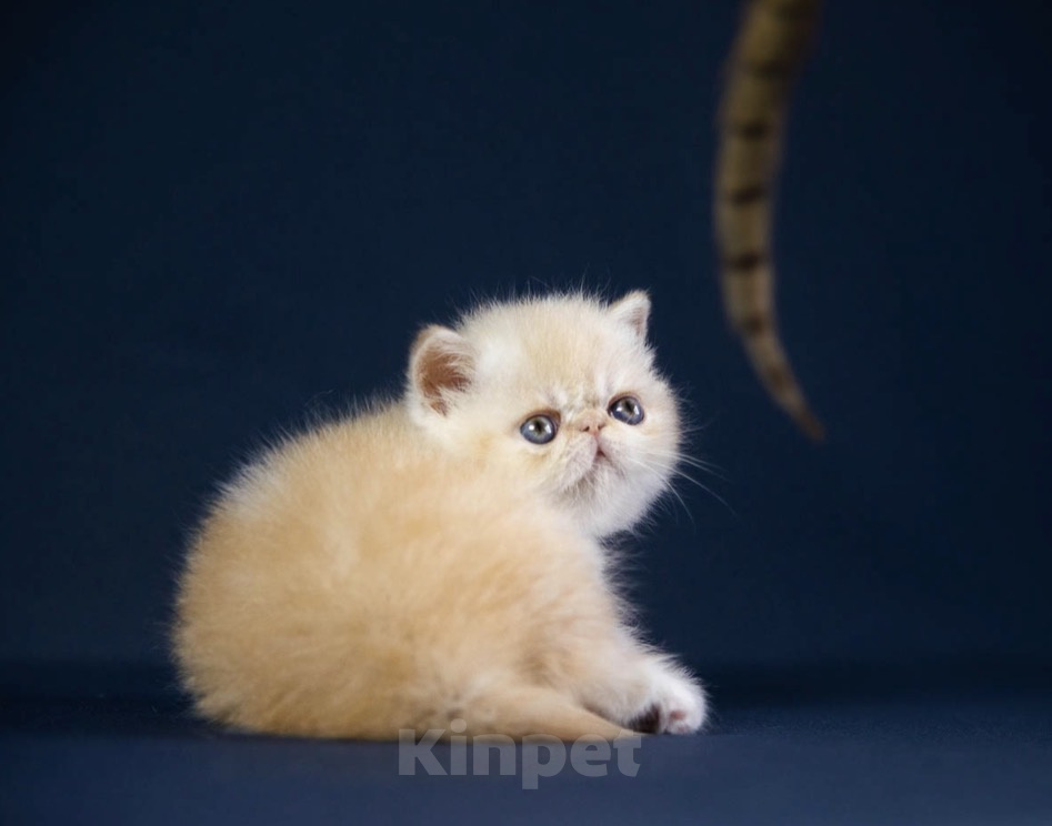 Кошки в Москве: Котенок экзот Девочка, 60 000 руб. - фото 4