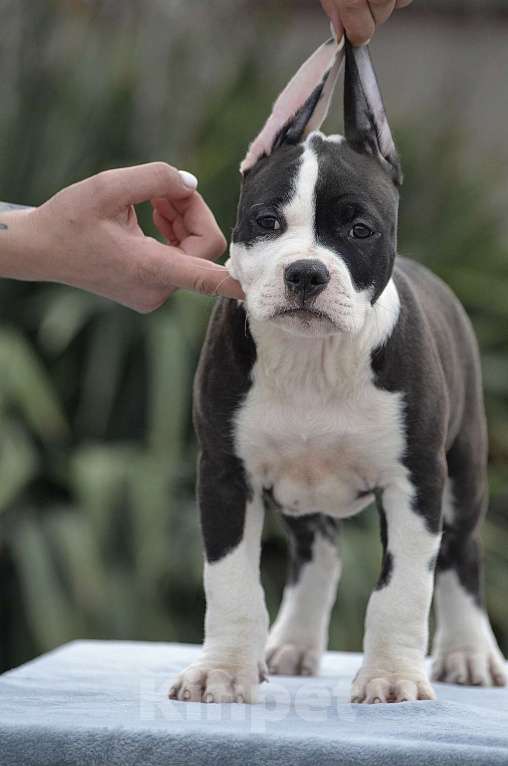 Собаки в Краснодаре: Кобель ам стаффа РКФ Мальчик, 80 000 руб. - фото 5