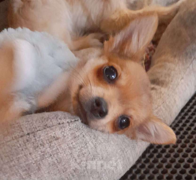 Собаки в Москве: Щенок мальчик Чихуахуа  Мальчик, 17 000 руб. - фото 3