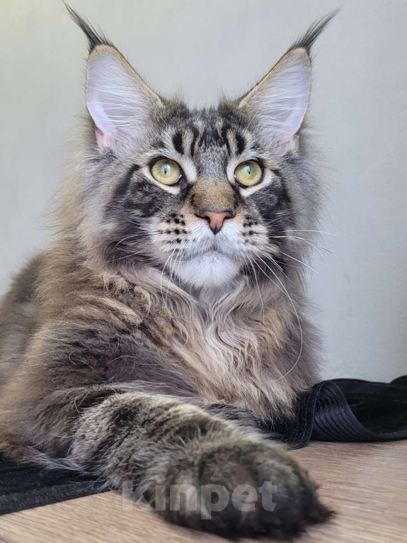 Кошки в Москве: Котенок мейн-кун  Мальчик, 60 000 руб. - фото 5