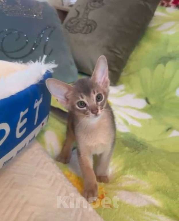 Кошки в Москве: Голубой мальчик Мальчик, 40 000 руб. - фото 3