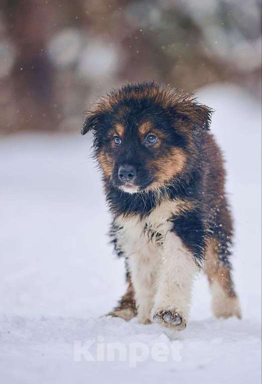 Собаки в Наро-Фоминске: Потап якутенок из ппбж  Мальчик, Бесплатно - фото 3