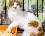 Кошки в Москве: Ласковый, ручной, компанейский котик в поисках дома Мальчик, Бесплатно - фото 4