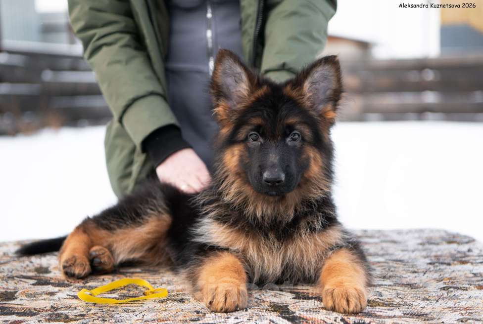 Собаки в Москве: Щенки длинношерстной немецкой овчарки Разнополые, 60 000 руб. - фото 4