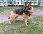 Собаки в Барнауле: Вязка, 1 руб. - фото 2