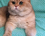 Кошки в Касимове: Кот на Вязку., 8 000 руб. - фото 4