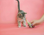 Кошки в Новосиле: Котенок в добрые руки!, 199 руб. - фото 4