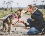 Собаки в Бронницах: Нежнющий Купер Мальчик, Бесплатно - фото 2