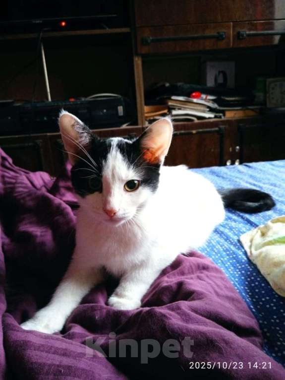 Кошки в Санкт-Петербурге: Котенок Мальчик, Бесплатно - фото 1