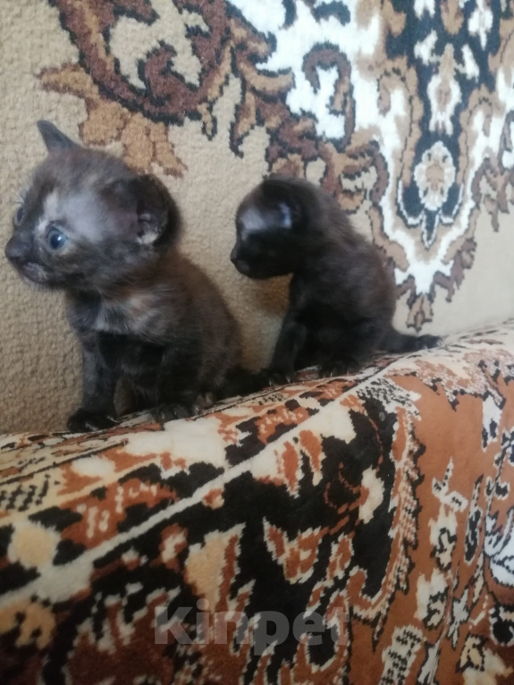 Кошки в других городах Самарской области: Котята Девочка, 100 руб. - фото 3