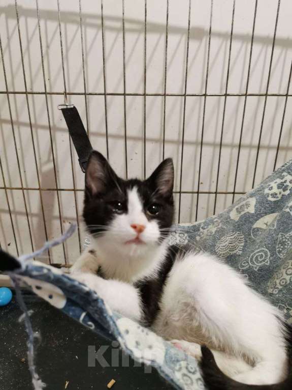 Кошки в Москве: котенок Малышка ищет дом Девочка, Бесплатно - фото 4