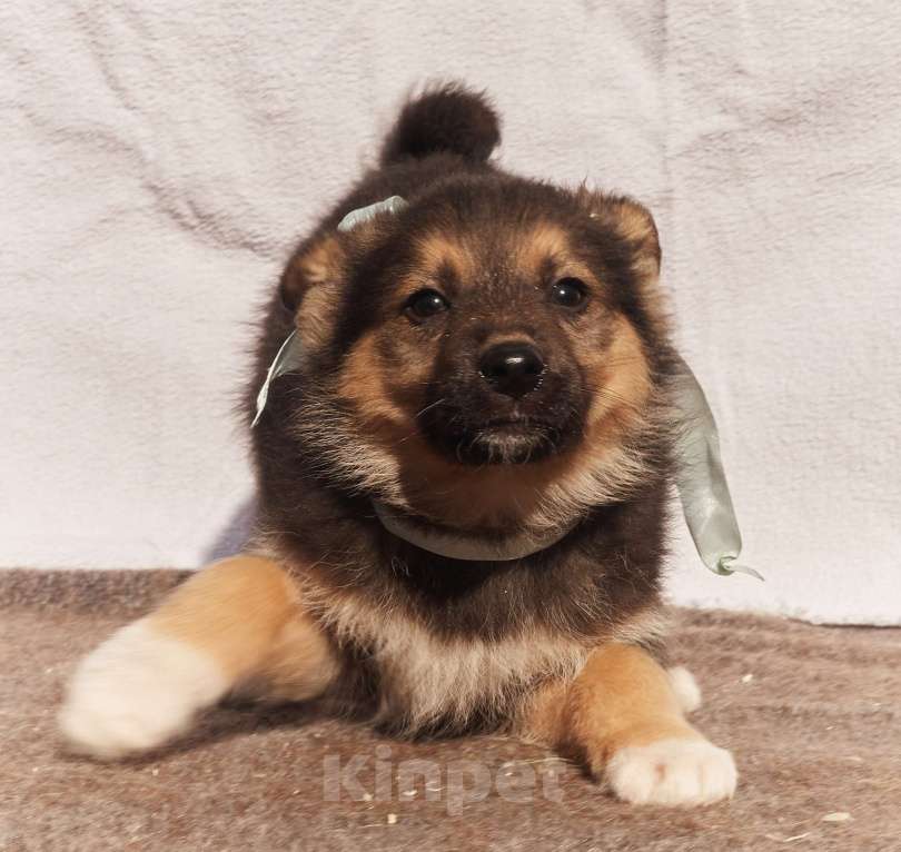 Собаки в других городах Московской области: Щенок 1,5-2 месяца Бим в добрые руки Мальчик, Бесплатно - фото 2