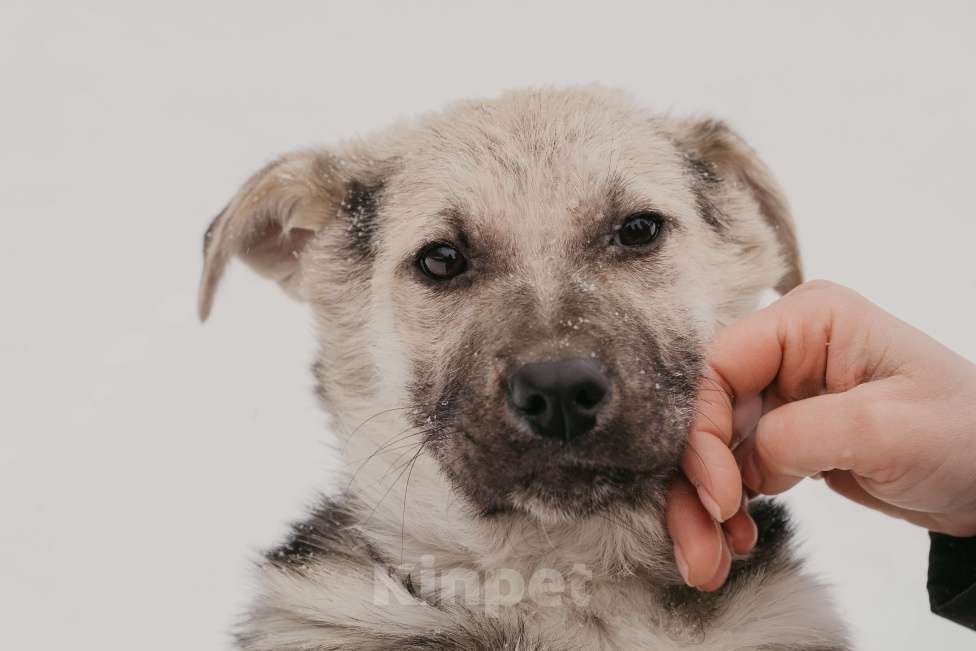Собаки в Москве: Тики Девочка, Бесплатно - фото 10