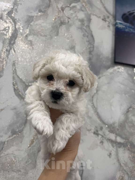 Собаки в Иркутске: Готовы переехать в новый дом, милые щенки породы Бишон фризе. 5 Родились 25.08.25. Девочка, 45 000 руб. - фото 4