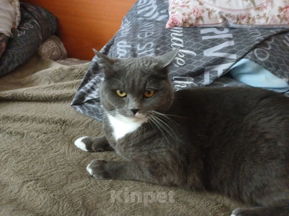 Кошки в Пензе: Потерялась кошка Девочка, 3 000 руб. - фото 1