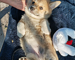Собаки в Новосибирске: Девочка вельш корги пемброк  Девочка, 50 000 руб. - фото 3