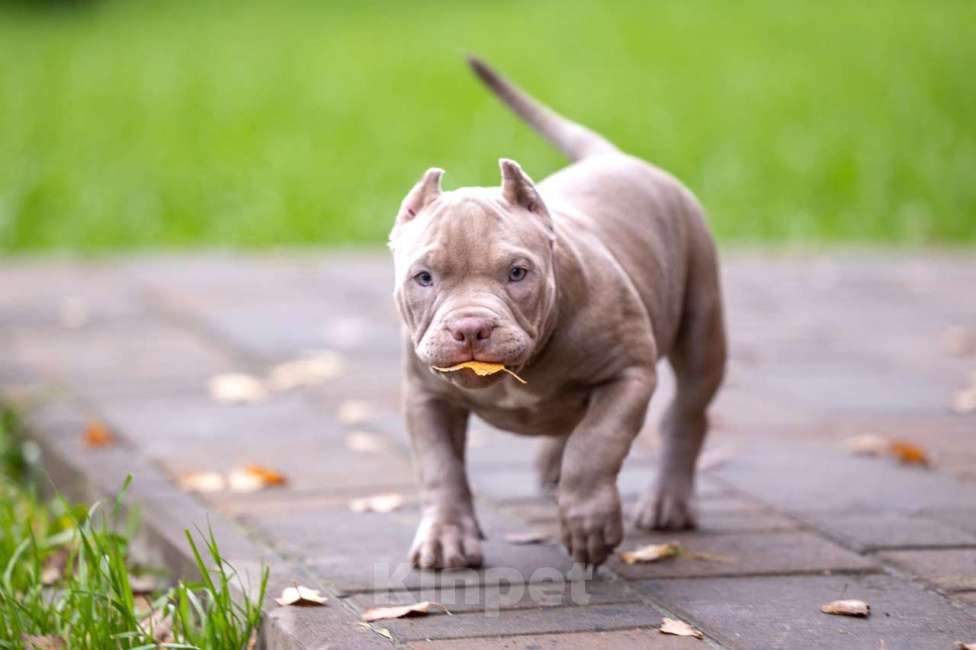Собаки в других городах Московской области: Американский булли щенок  Девочка, 100 000 руб. - фото 1