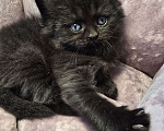 Кошки в Санкт-Петербурге: Британские длинношерстные котята Девочка, 15 000 руб. - фото 7
