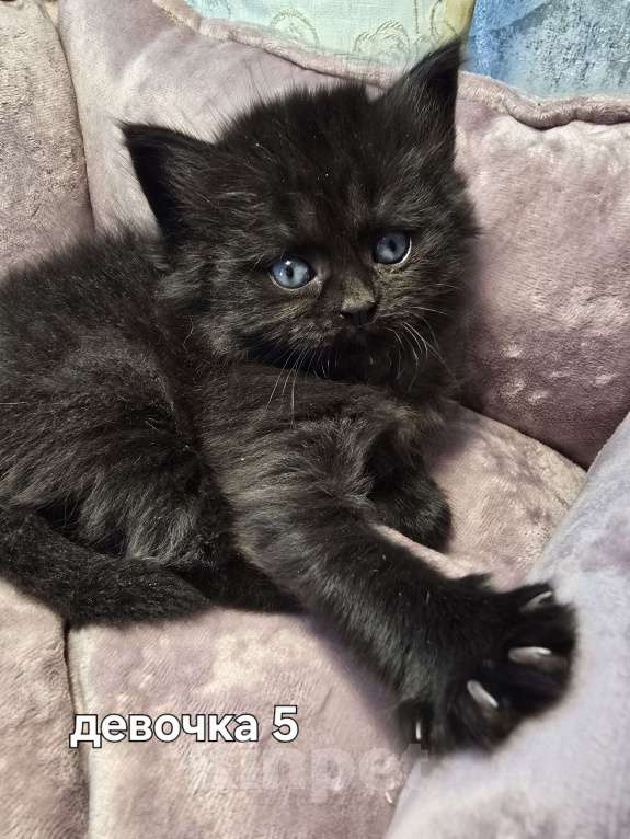 Кошки в Санкт-Петербурге: Британские длинношерстные котята Девочка, 15 000 руб. - фото 7