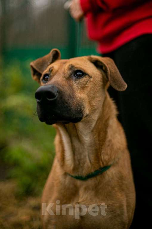 Собаки в Москве: Дрон Мальчик, Бесплатно - фото 4