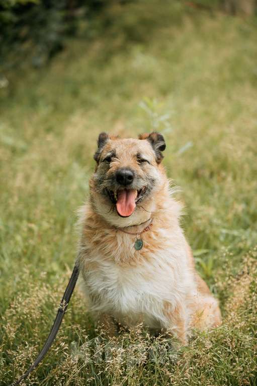 Собаки в Москве: Люша-Плюша – собака, в глазах которой светится счастье, когда она видит человека! Девочка, Бесплатно - фото 4