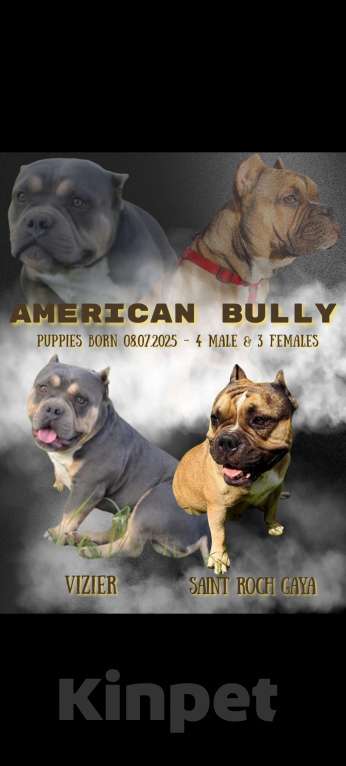 Собаки в Александрове: Ласковый мальчик американский булли Мальчик, 110 000 руб. - фото 1