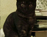 Кошки в Санкт-Петербурге: Кошечка подросток  окрас «темный дым» Девочка, Бесплатно - фото 4