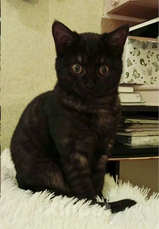 Кошки в Санкт-Петербурге: Кошечка подросток  окрас «темный дым» Девочка, Бесплатно - фото 4