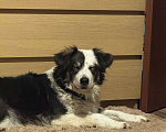 Собаки в Балашихе: Фенотип бордер-колли в добрые руки Девочка, Бесплатно - фото 3