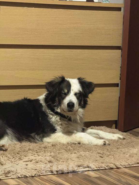 Собаки в Балашихе: Фенотип бордер-колли в добрые руки Девочка, Бесплатно - фото 3