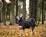 Собаки в Санкт-Петербурге: Небольшая забавная собачка ищет дом Девочка, Бесплатно - фото 10