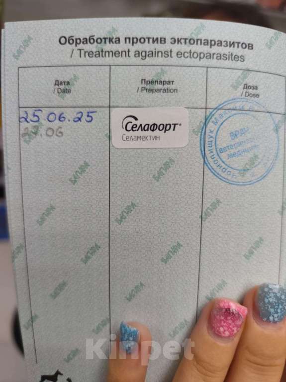 Кошки в Симферополе: Кася хочет на ручки Девочка, Бесплатно - фото 3