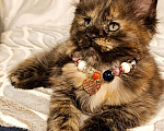 Кошки в Воронеже: Уникальная девочка, котенок Мейн кун Девочка, 30 000 руб. - фото 2