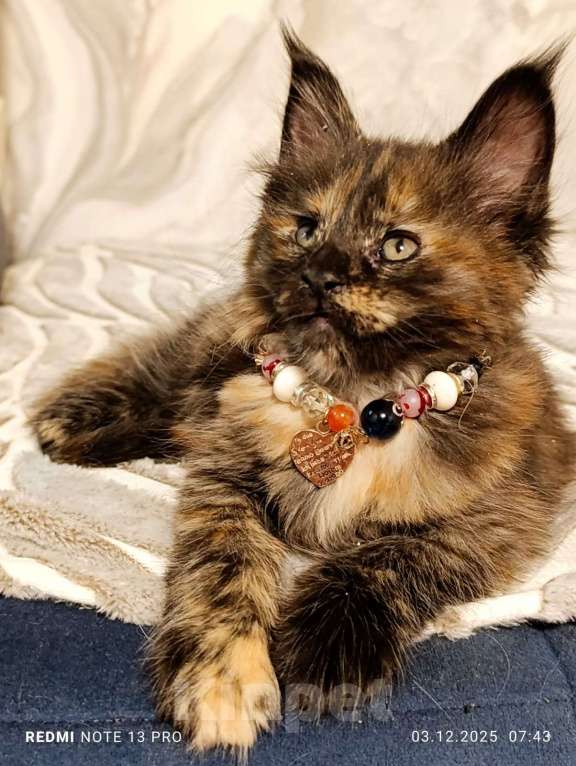 Кошки в Воронеже: Уникальная девочка, котенок Мейн кун Девочка, 30 000 руб. - фото 2