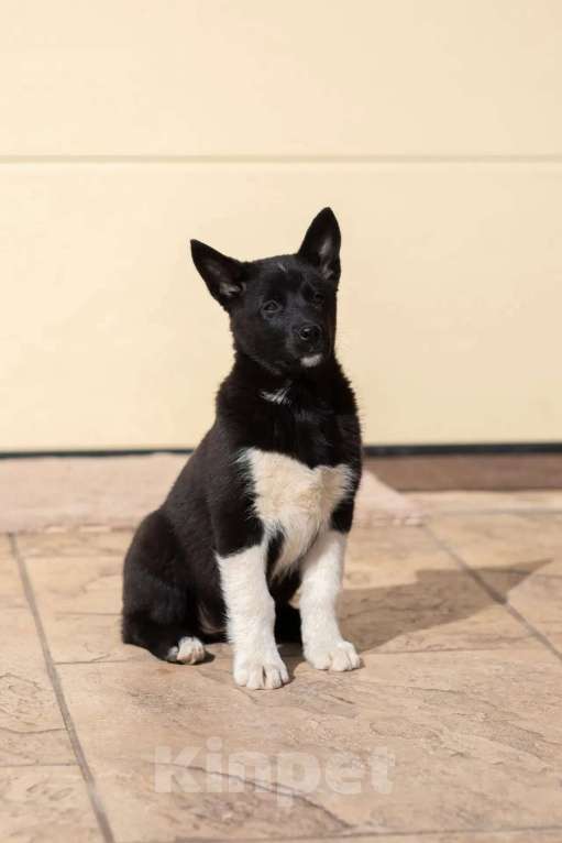 Собаки в других городах Московской области: Щенки охотничьей лайки Разнополые, 1 руб. - фото 5