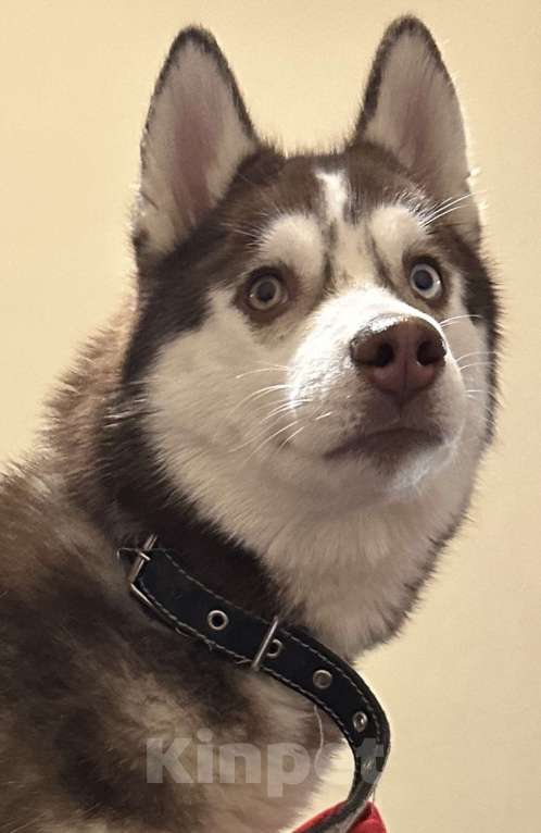 Собаки в Москве: Продаю сибирскую хаски девочка 9 месяцев Девочка, 19 900 руб. - фото 4