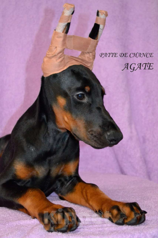 Собаки в Санкт-Петербурге: Щенок добермана Агата Девочка, 70 000 руб. - фото 4