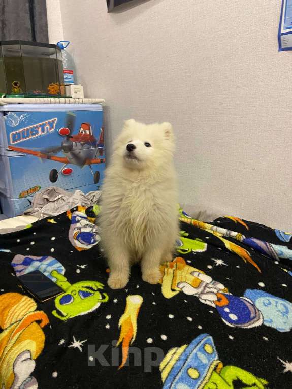 Собаки в Кирове: Самоедская собака, щенок Девочка, 40 000 руб. - фото 3