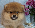 Собаки в Москве: Померанский шпиц- мини мальчик Мальчик, 35 000 руб. - фото 5