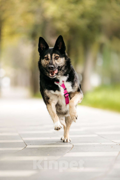Собаки в Москве: Макена Девочка, Бесплатно - фото 2