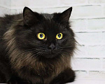 Кошки в Люберцах: Сокровище Мося ищет любящую семью Девочка, Бесплатно - фото 3