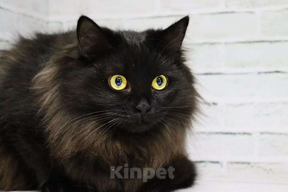 Кошки в Люберцах: Сокровище Мося ищет любящую семью Девочка, Бесплатно - фото 3