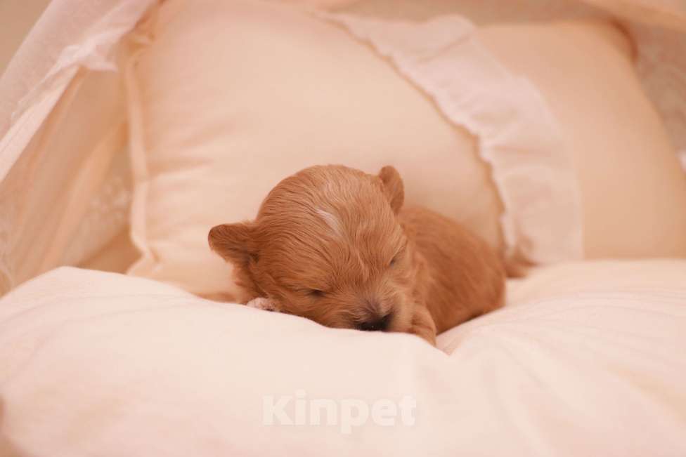 Собаки в Москве: Мальтипу девочка микро Корея Девочка, 150 000 руб. - фото 3