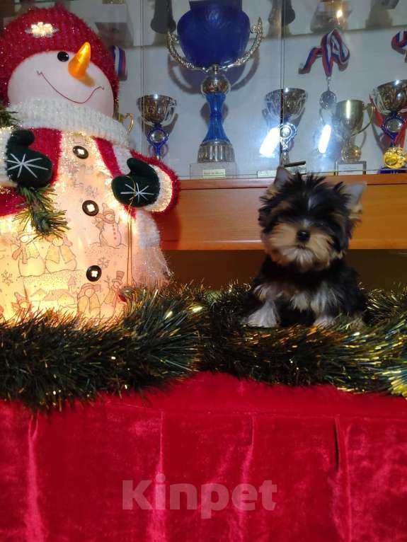 Собаки в Москве: Йоркширский терьер. Девочка Девочка, Бесплатно - фото 2