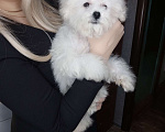 Собаки в Москве: БИШОН ФРИЗЕ baby face  Мальчик, 60 000 руб. - фото 5