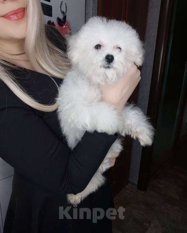 Собаки в Москве: БИШОН ФРИЗЕ baby face  Мальчик, 55 000 руб. - фото 5