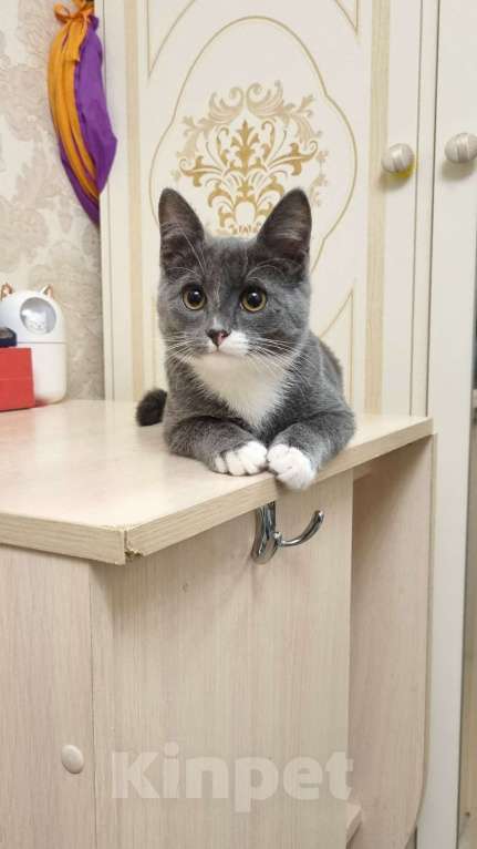 Кошки в Санкт-Петербурге: Котенок Волчок - серый бочок ищет дом Мальчик, Бесплатно - фото 5