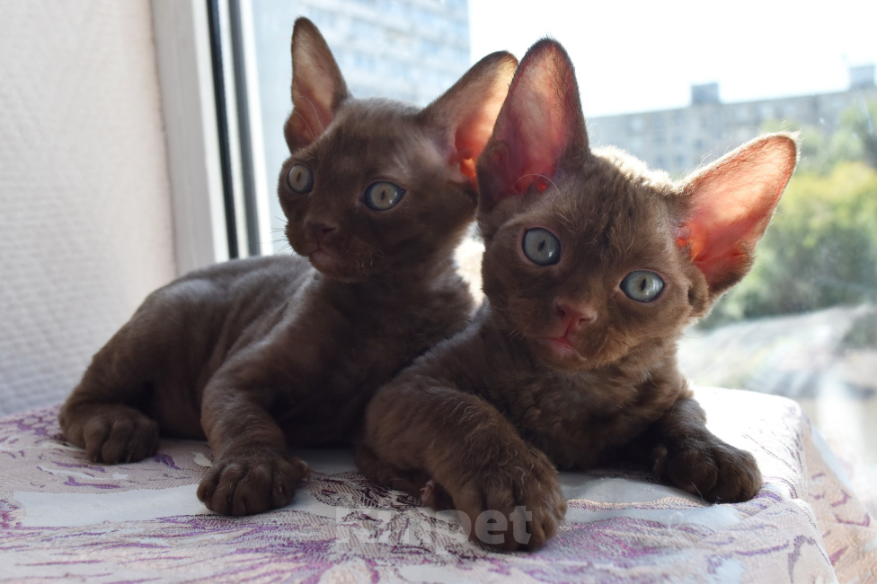 Кошки в Москве: кудрявые Девон -рекс котята -самые нежные ребята Разнополые, 45 000 руб. - фото 6